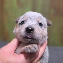 Brown Collar Male - Ryder - Blue male Australian Cattle Dog puppy in Riverton, Utah from Rundown Ranch Cattle Dogs