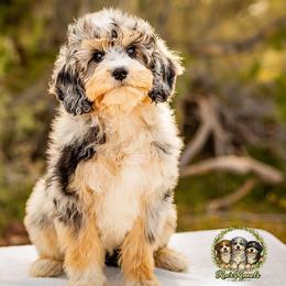 Vanilla - Blue merle female Aussiedoodle puppy in Tonopah, Arizona from Kae's Kennels