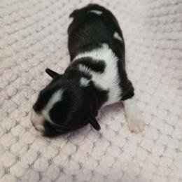 Chica - Black and white female Shih Tzu puppy in Benbrook, Texas from 2 Sons & 4 Paws Puppies
