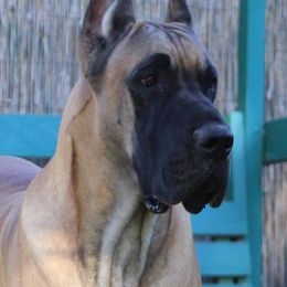 Dalmatians and Great Danes from JGD Great Danes & JGD Fyrehouse Dals (Fyredals)