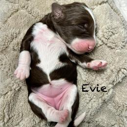Evie - Sable female Bordoodle puppy in Mancos, Colorado from Mesa View Puppies