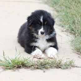 BTM2 - Black tri-color male Australian Shepherd puppy in Warm Springs, Georgia from Out West Aussies