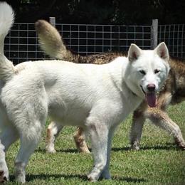 Sesi - Alaskan Malamute