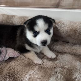 Pomsky Puppies from Sun-Kissed Mountain Homestead