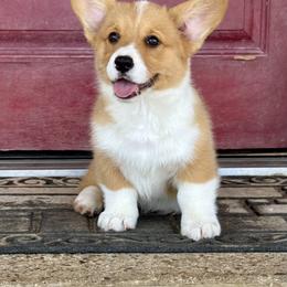 Sampson - Red male Pembroke Welsh Corgi puppy in Brashear, Texas from Sherwood Acres Pembrokes