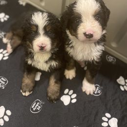 Bernedoodle Puppies from Russell Ranch Bernedoodles