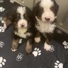 Bernedoodle Puppies from Russell Ranch Bernedoodles
