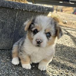 American Corgi and Miniature American Shepherd Puppies from Puppies by Alies