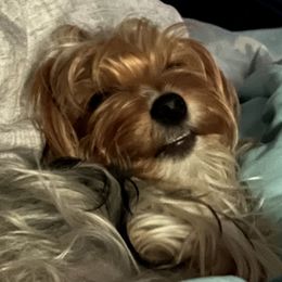Journey - Yorkshire Terrier