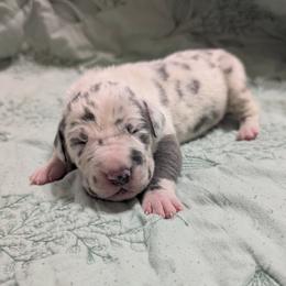 Jake - Blue and white male Great Dane puppy in Pollock, Louisiana from Danes Done Right