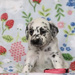Hot Pink - White and black female Dalmatian puppy in Cottage Grove, Oregon from Hidden Hills Dalmatians