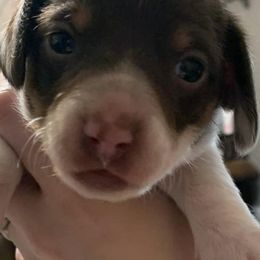 Dachshunds from Boring Weenies