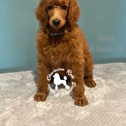 Poodle Puppies from Charleston Reds Standard Poodles