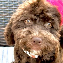 Bernedoodles from Emma Grace Doodles