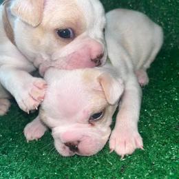 Boston Terrier Puppies from Baldwins Boston Terriers