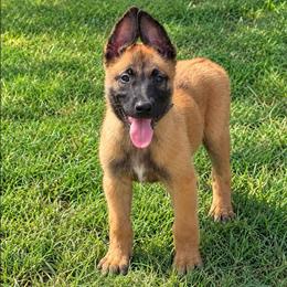 Blue - Fawn sable female Belgian Malinois puppy in Baytown, Texas from De Linus Malinois