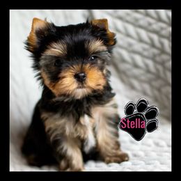 Stella - Yorkshire Terrier