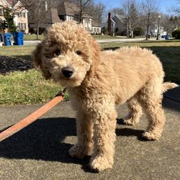 Goldendoodle Puppies from Lykeable Farms