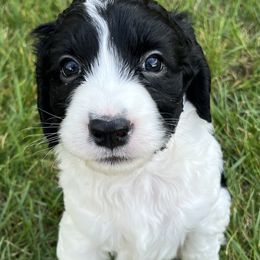 Girl 3 - female English Springer Spaniel puppy in Thompson, Connecticut from Chivalry English Springer Spaniels