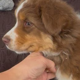Australian Shepherd All Grown Up from HT2 Australian Shepherds standard size