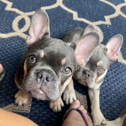French Bulldog Puppies from Prestige French Bulldogs