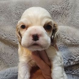 Gabby - Red and white female Cocker Spaniel puppy in Florence, South Carolina from Reddick's American Cocker Spaniels