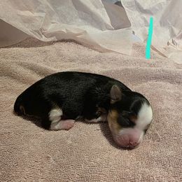 Girl 1 - Parti female Yorkshire Terrier puppy in Ft Worth, Texas from Susan''s Parti Yorkies