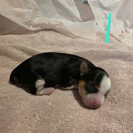 Girl 1 - Parti female Yorkshire Terrier puppy in Ft Worth, Texas from Susan''s Parti Yorkies