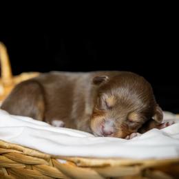 Rip - Red tri male Miniature Australian Shepherd puppy in Yantis, Texas from Marie Mini Aussies