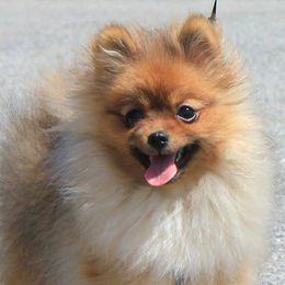 Pomeranians from YKnot Pomeranians