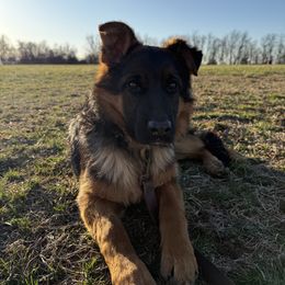 German Shepherd Puppies from Golden Ridge