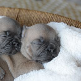 French Bulldog and Goldendoodle Puppies from Fox Run Farm