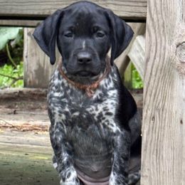 Pink - Black and white female German Shorthaired Pointer puppy in Whitelaw, Wisconsin from French Creek GSPs