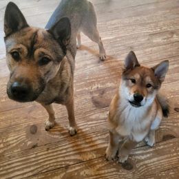 Kishu Ken and Shikoku Puppies from Akiyama no Roushya