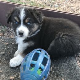Australian Shepherd Puppies from Wild Souls Australian Shepherds