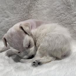 Scout - Wheaten male Miniature Schnauzer puppy in San Augustine, Texas from My Little Schnauzer Pals