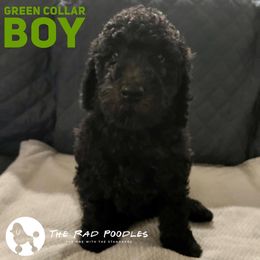 Poodle Puppies from The Rad Poodles