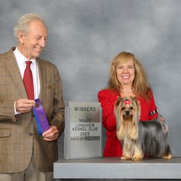 Cowboy - Yorkshire Terrier