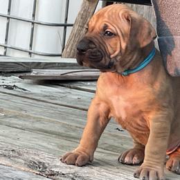 Choice Girl 3 - Cream female Boerboel puppy in Mansfield, Texas from Dynasty Blue Ridge Boerboel