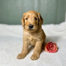 Goldie - Apricot female Goldendoodle puppy in Osage City, Kansas from Golden Ridge Goldens
