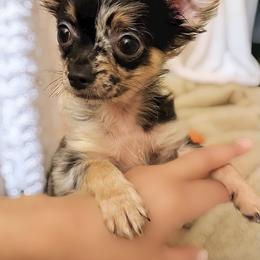 Chihuahua Puppies from Petite Pups LLC