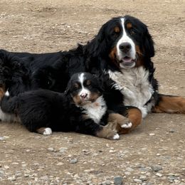 Peanut - Bernese Mountain Dog