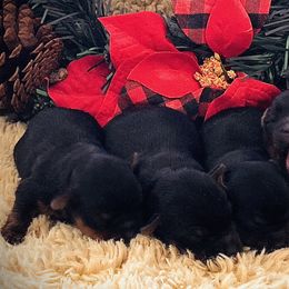 Yorkshire Terrier Puppies from Happy Little Yorkies