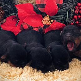Yorkshire Terrier Puppies from Happy Little Yorkies