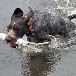 Zendaya - German Wirehaired Pointer
