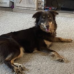 Jemma “Peanut” - Australian Shepherd