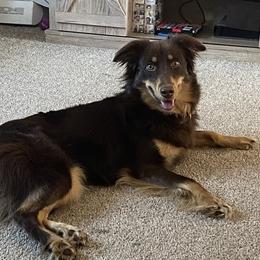 Jemma “Peanut” - Australian Shepherd