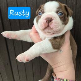 Rusty - Red male Boston Terrier puppy in Omaha, Illinois from Puppi Guppies