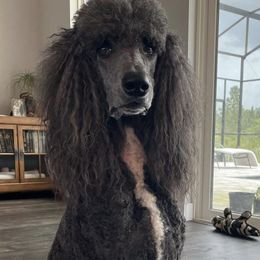 Poodles from Sabrina Beck