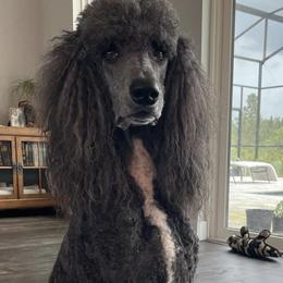 Poodles from Sabrina Beck